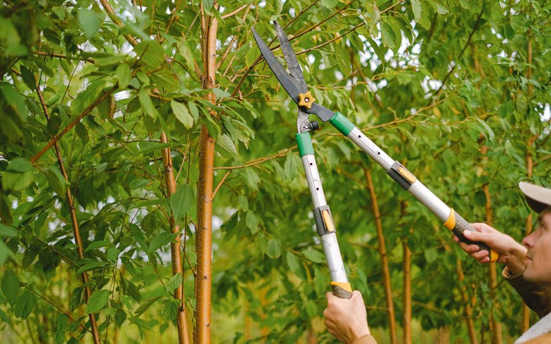 Tree trimming in Maunie, IL