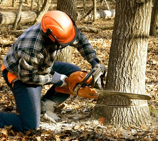 Tree Removal in Maunie, IL